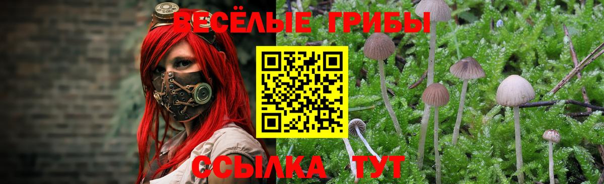 Шатура  Галлюциногенные грибы прущие грибы  Вход с VPN 